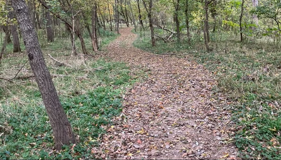 Leafy path through the woods