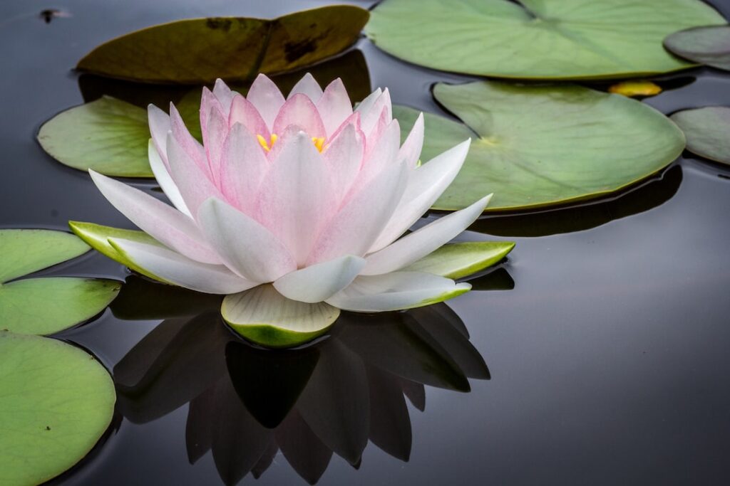 Lotus