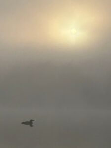Loon on misty lake